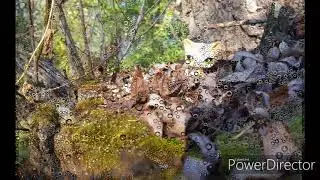 Осенняя LPS  фотоссесия