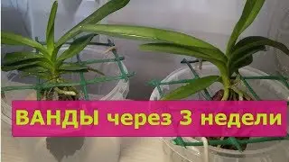 Ванды спустя 3 недели после покупки