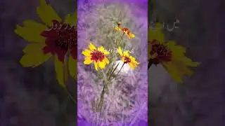 Sunat e Nabi. #shortsvideo #gilgit #shortvideo #bayan #shorts #short #shortfeed