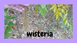 menancing Wisteria