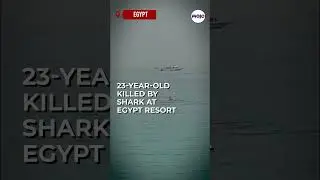 Viral Video: Russian Man Eaten Alive By Tiger Shark In The Red Sea 