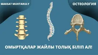 Омыртқа бағанасы|Мойын, кеуде, бел, сегізкөз омыртқаларының анатомиясы|Ерекшеліктері