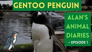 Meet The Gentoo Penguins At Edinburgh Zoo - Unbelievable Creatures On Alan's Animal Diaries #Penguin