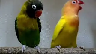 Lovebirds bravely defend their territory and take care of their partners