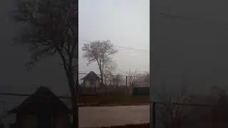 Вот как нужно валить почти вековое дерево