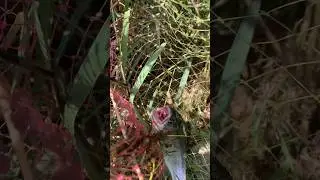 Իշխանի ձկնորսություն։)