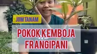 Jom tanam keratan POKOK KEMBOJA ( Frangipani )