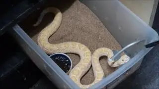 Venomous rack tour!  See most of our rattlesnakes!
