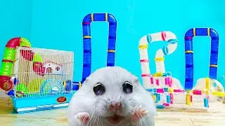 WORLD'S LARGEST HAMSTER MAZE -Obstacle course!
