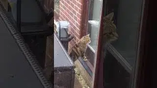 Bert's nemesis cat pays a visit #cat