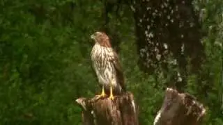Hawk and Squirrel