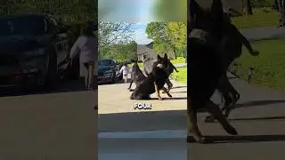 Dogs protect owners daughter ❤️  