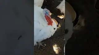 ПРОБЛЕМЫ С ИНДЮКАМИ/ПОЧЕМУ ИНДЮКИ БЬЮТСЯ/ ЧТО ДЕЛАТЬ ЧТО БЫ ИНДЮКИ НЕ ДРАЛИСЬ/ВЫРАЩИВАЕМ ИНДЮКОВ