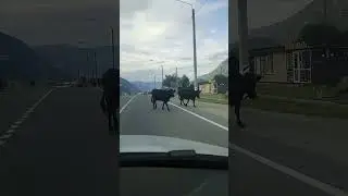 Коровы на дороге
