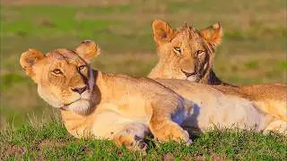 Savane : les vraies maitresses des lieux