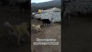 Кавказская авчарка и корова  нападение .