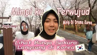 FESTIVAL BUNGA SAKURA KOREA !🌸 AKHIRNYA BISA LIHAT BUNGA SAKURA DI KOREA 🥰 NUNGGU BUKA PUASA