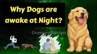 Why dogs Bite. Creation of Dog explained by Islam.