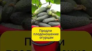 Продли плодоношение своим огурцам  #дача #огород #огурцы #подкормка
