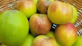 Collecting Thai apple and red apple plums for juice. ( unique juice )