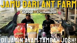 PRODUK TERBARU DARI ANT FARM UNTUK PERAWATAN AY*AM MAKIN TAMPIL MAKSIMAL...