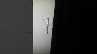 Mantis Video 3