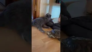 Как хорошо, что мы есть друг у друга 🤗 #shorts #cat #kitten