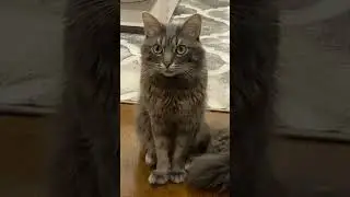 Niko Piko from KITTEN to CAT 🥺😻🐾 