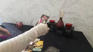 4 Королевы: Сюрпризы до Конца Недели! События на Пороге!