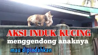 lihat aksi Induk kucing mindahin anaknya ke pelapon rumah. 