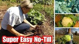 Planting Fall Garden (Super Easy No till garden bed)