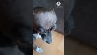 Как ИЗБАВИТЬСЯ от запаха МОЧИ своего любимого ПИТОМЦА.🐶🙀