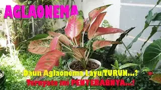 Daun AGLAONEMA Layu & Turun ?? Kita Cari Tahu Penyebabnya & Cara Penangananya