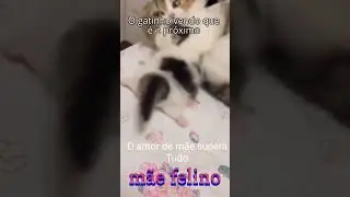 mae felino