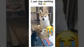 Funny Dog Compilation 2023 🤣🤣🤣 Try Not To Laugh #shorts