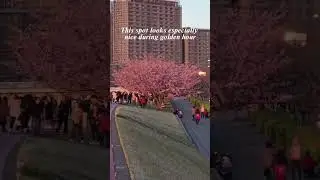 Cherry Blossom Sakura Spot in Tokyo: Shioiri Park