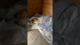 Алабай Бархан под капельницей