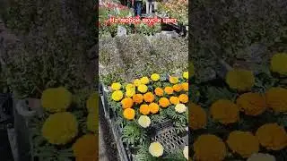Цветы цветочки  
