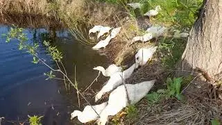 Качка Мулард