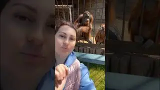 Зоопарк «Планета обезьян» 
