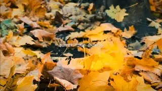 Пришла осень 🍁 #nature #природа #осень