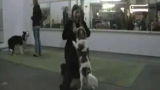 Beetle Dogdance Frozenland Freestyle Dogs
