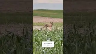 🤯 WILD KANSAS COYOTE WHILE TURKEY HUNTING! Up close and personal! #predatorcontrol #turkey #coyotes