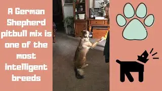 Training German Shepherd pitbull mix