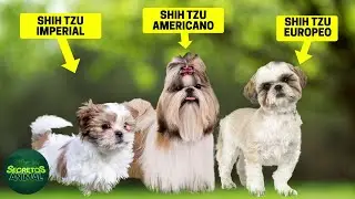 8 Types of Shih Tzu: Which Is the Rarest Type of Shih Tzu?