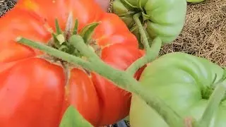 Первый урожай, удался! Моя дача в июле.