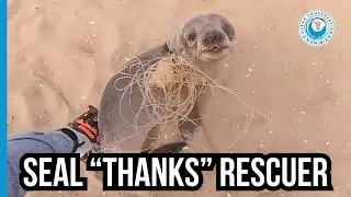 Baby seal THANKS his rescuers