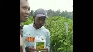 Cabe Bebas Dari Kriting Meskipun Hawa Dingin 