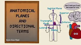 Anatomical Planes | Directional Terms | Anatomy Terms | Anatomy Doodles