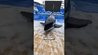 WHAT WAS ON THIS DOLPHIN'S SKIN?🐋